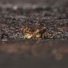 Megabunus diadema