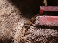 Lycosa erythrognatha