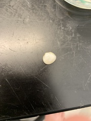 Laevicardium mortoni