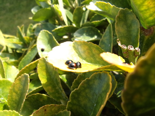 Chilocorus renipustulatus