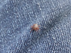 Dermacentor marginatus