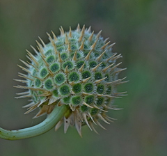 Cephalaria ambrosioides