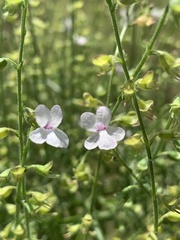 Endostemon tenuiflorus