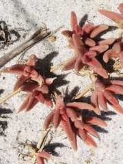 Mesembryanthemum canaliculatum