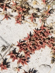 Mesembryanthemum canaliculatum