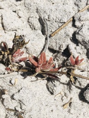 Mesembryanthemum canaliculatum