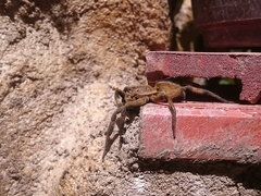 Lycosa erythrognatha