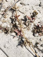 Mesembryanthemum canaliculatum