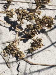 Mesembryanthemum canaliculatum