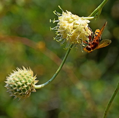 Cephalaria ambrosioides