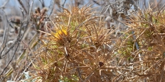 Carlina graeca