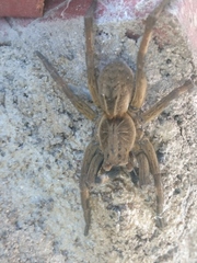 Lycosa erythrognatha