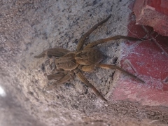 Lycosa erythrognatha