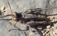 Acrotylus fischeri