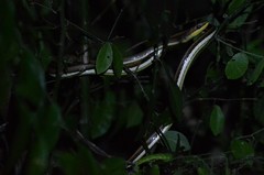 Psammophis orientalis