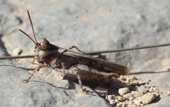 Acrotylus fischeri