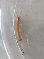 Lithobiomorpha