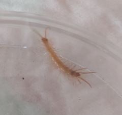 Lithobiomorpha