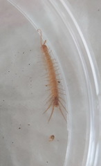 Lithobiomorpha