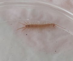 Lithobiomorpha