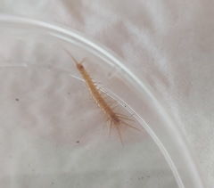Lithobiomorpha