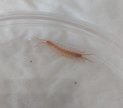 Lithobiomorpha
