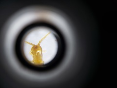 Lithobiomorpha
