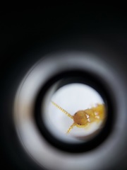 Lithobiomorpha