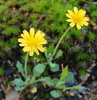 Dwarf Dandelions - Photo (c) Anita363, some rights reserved (CC BY-NC), uploaded by Anita363