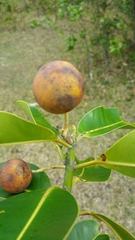 Calophyllum
