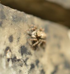 Pseudeuophrys lanigera