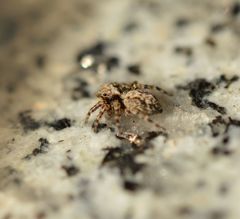 Pseudeuophrys lanigera