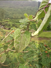Cynanchum sahyadricum