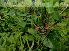Cynanchum sahyadricum