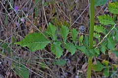 Cephalaria ambrosioides