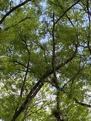 Melanerpes carolinus