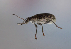 Polydrusus pilosus