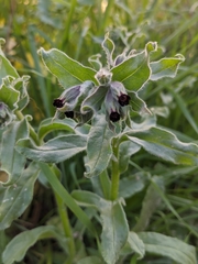 Nonea vesicaria
