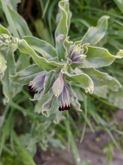 Nonea vesicaria