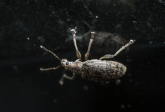 Polydrusus pilosus