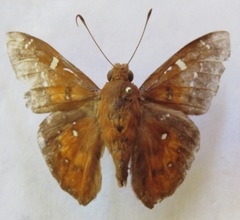 Dyscophellus porcius