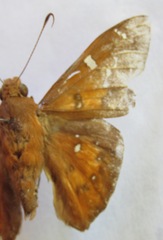 Dyscophellus porcius