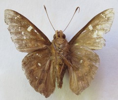 Dyscophellus porcius