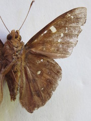 Dyscophellus porcius