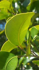 Leptolaena multiflora image