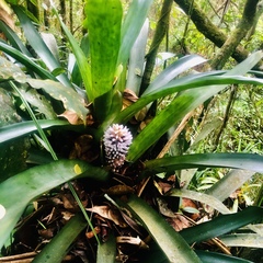 Aechmea cylindrata