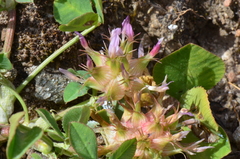 Trifolium spumosum