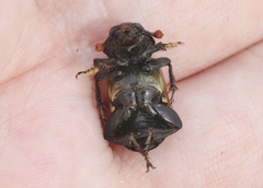 Nicrophorus guttula