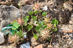 Trifolium spumosum