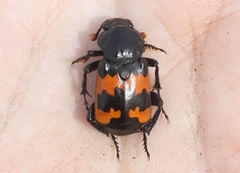 Nicrophorus guttula
